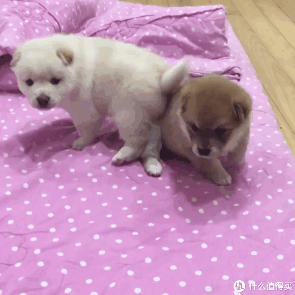 不得不提前把报告交了,总体评价是狗狗很喜欢,对比着喂过一次,感觉