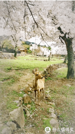 首页 值客原创 生活记录 文章详情  还是常规路线近铁奈良站-奈良公园