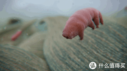 2017年物种日历 篇十七:果壳公认的萌物!坐拥超高人气