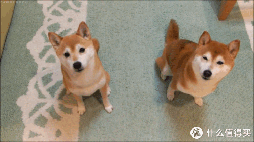 热征第14期加湿裤酱汪星人双11花的省天干气不燥投稿赚金币