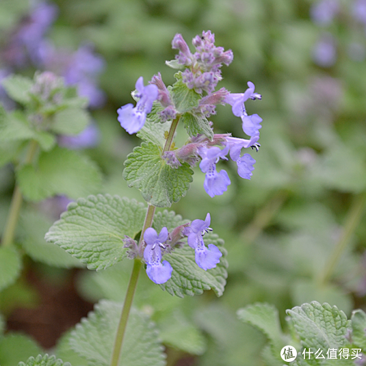 文章详情  蓝花鼠尾草和荆芥属一些品种,在长出花序,尚未开花的时候