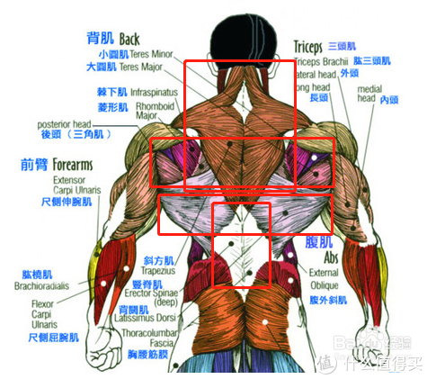 背部肌群介绍图