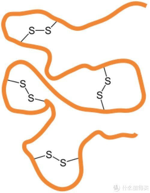 图片来自维基百科 蛋白质分子中的二硫键