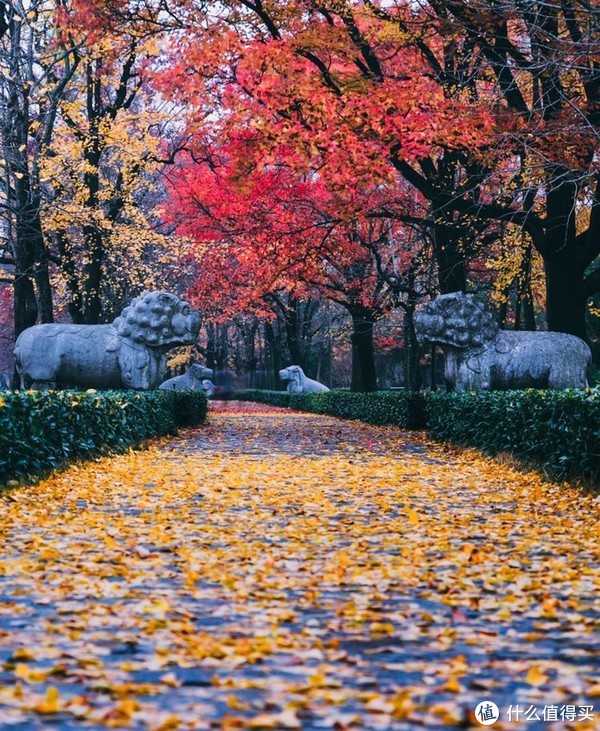 走进南京最美的季节,走进金陵城秋天的红叶