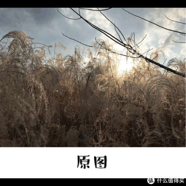 由于镜头对着太阳导致整个画面的曝光被拉低,天空显得灰蒙蒙,芦苇的