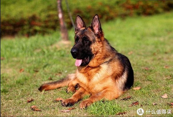 弗兰德牧牛犬也是需要断尾的犬种,带有一种独特的憨厚气质.