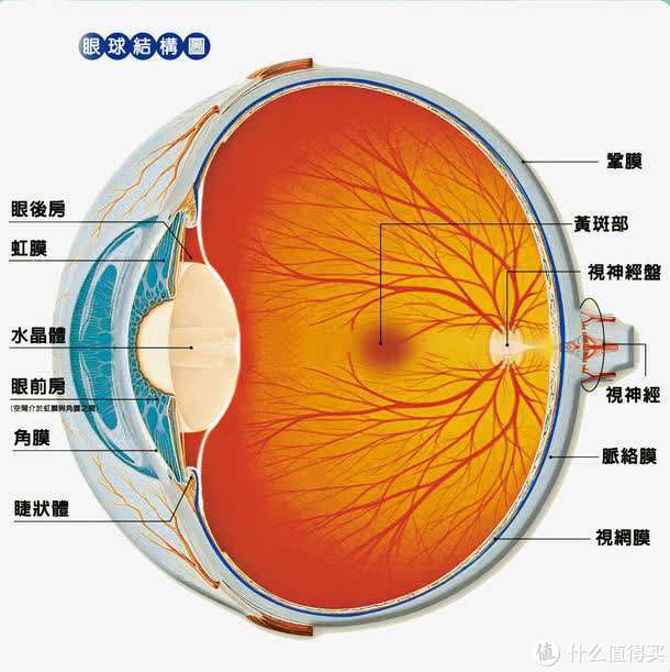 人的眼球