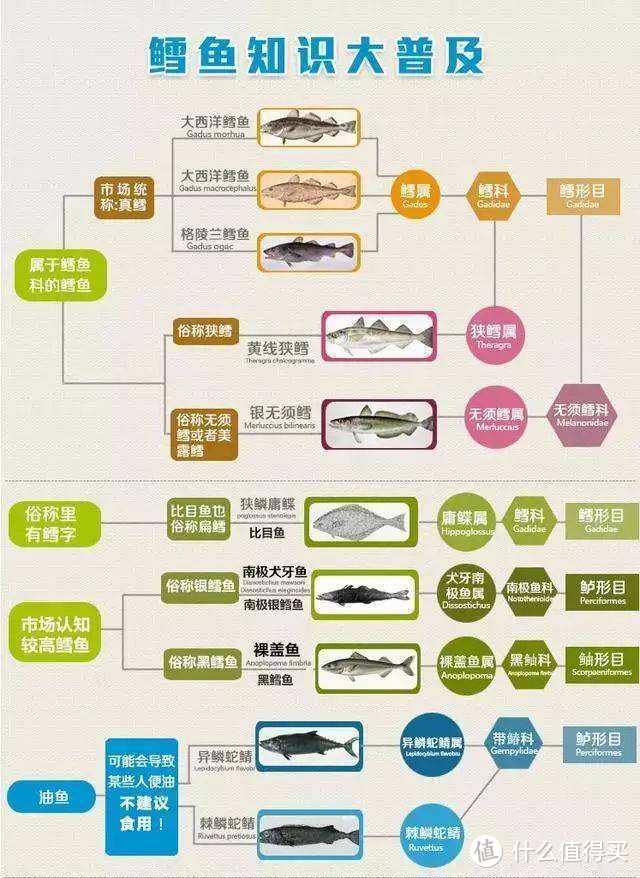 常见鳕鱼分类