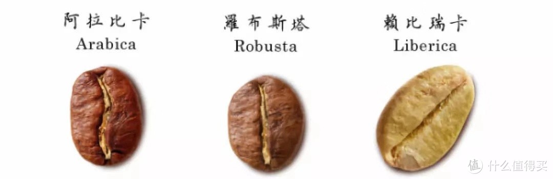 的咖啡有三原种:阿拉比卡arabica,罗布斯塔robusta,利比里亚liberica