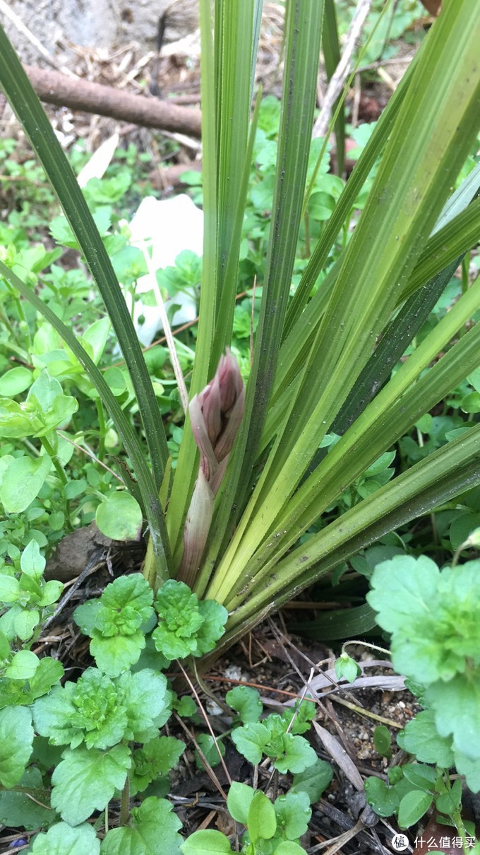 野兰花