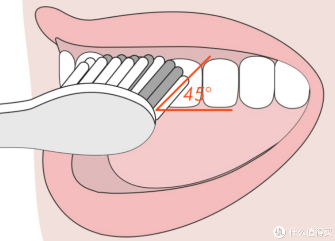 轻松掌握科学刷牙方式!45度小白刷测评