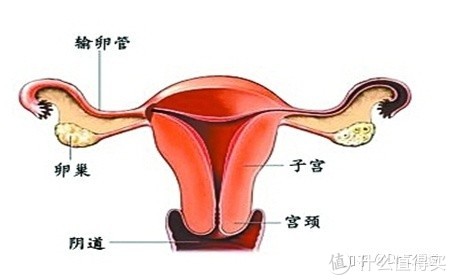 dr二炳的医学笔记 篇四:什么是「子宫内膜」,有哪些功能?