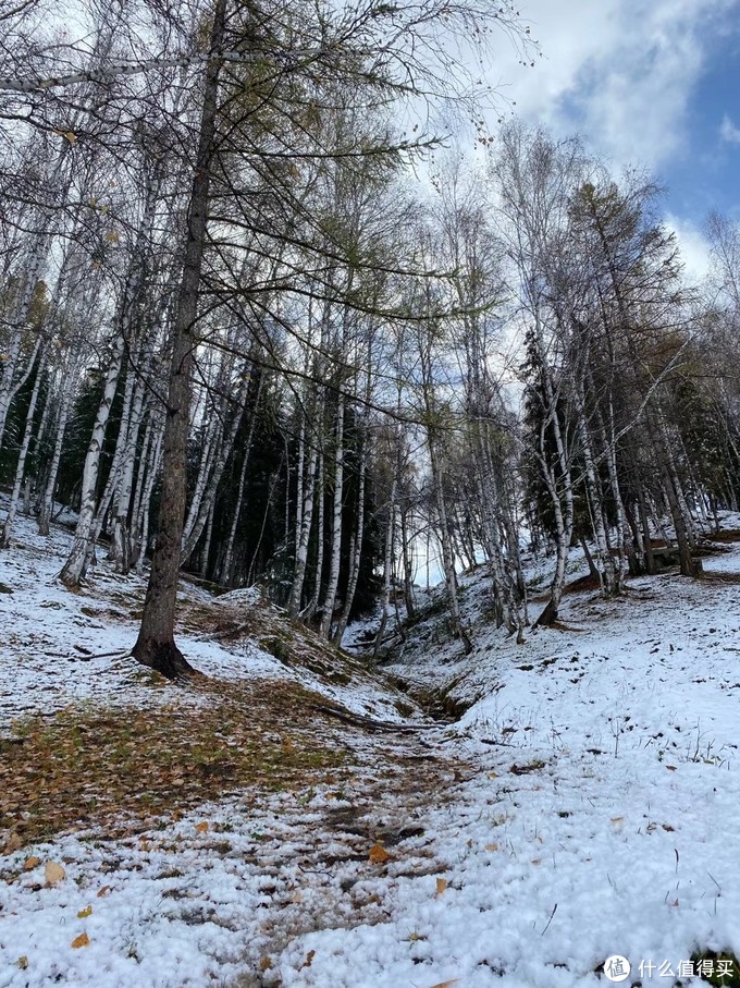 化雪中的白桦林
