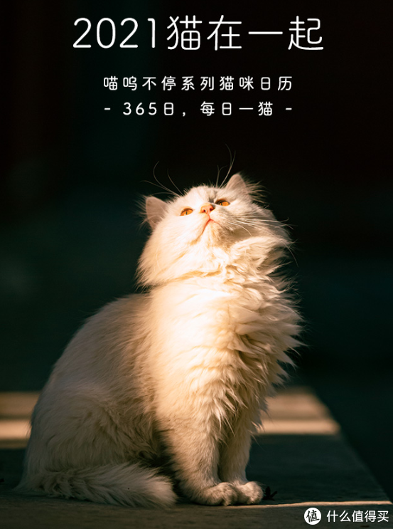 九,猫在一起,喵呜不停日历