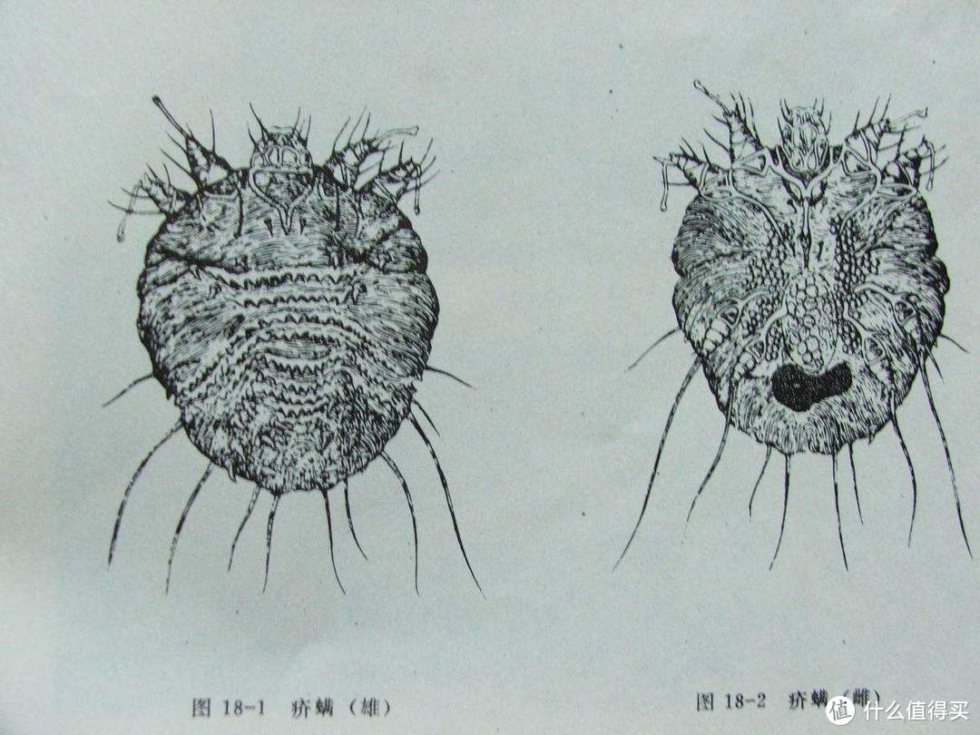 你知道枕头被子有多脏吗?小狗除螨仪mc05开箱评测