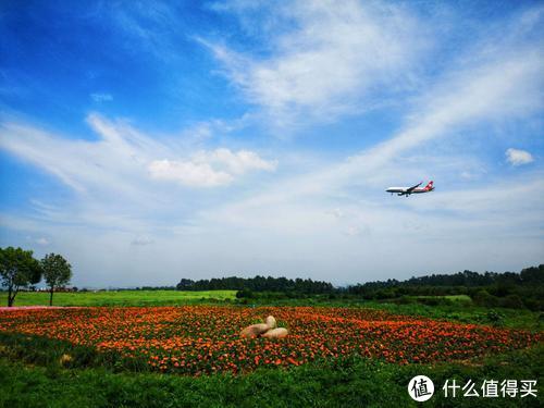 五一带娃看飞机记录成都双流空港花田