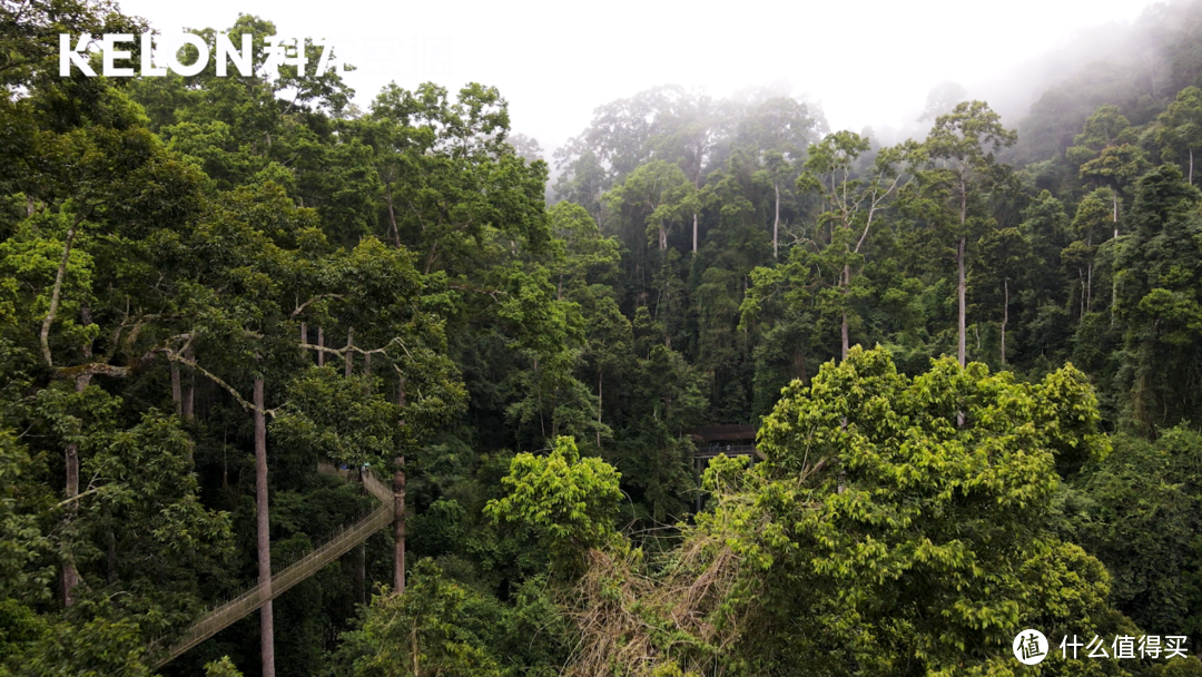 科龙空调奔赴西双版纳腹地的热带雨林 挑战极限除