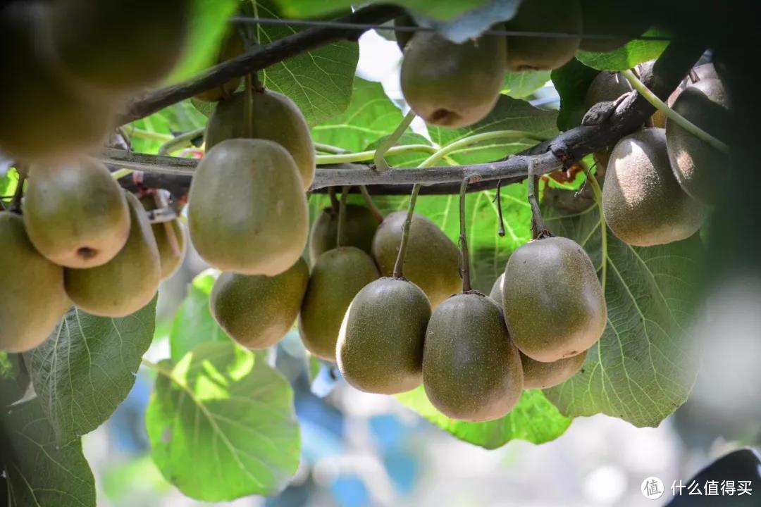 重庆猕猴桃采摘攻略主城5大种植基地红心猕猴桃15元一斤