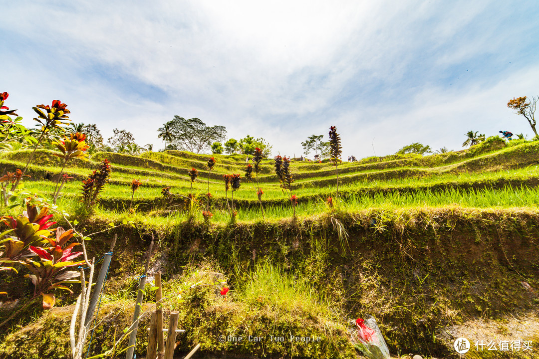 Rice Terrace