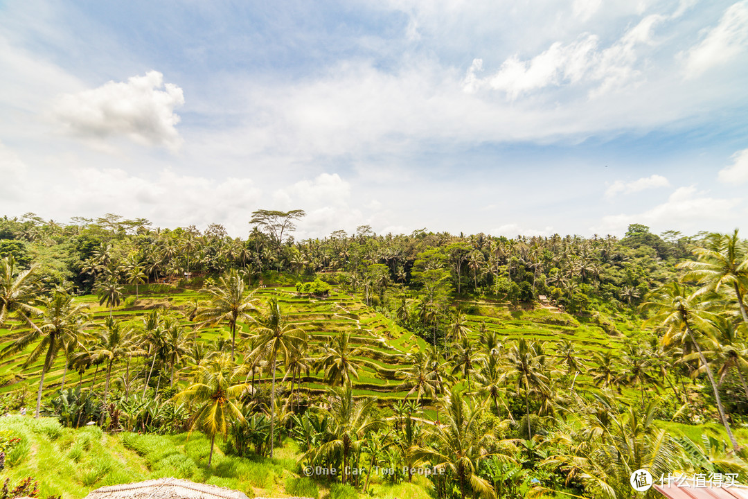 Rice Terrace