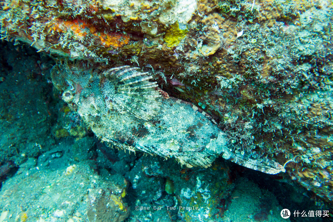 StoneFish，硬棘具有致命的剧毒，肉质鲜嫩