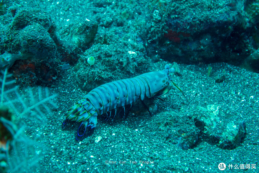 peacock mantis shrimp