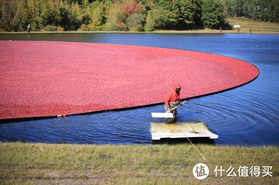 来自远方的酸甜美味——优鲜沛 Ocean Spray 蔓越莓尝鲜