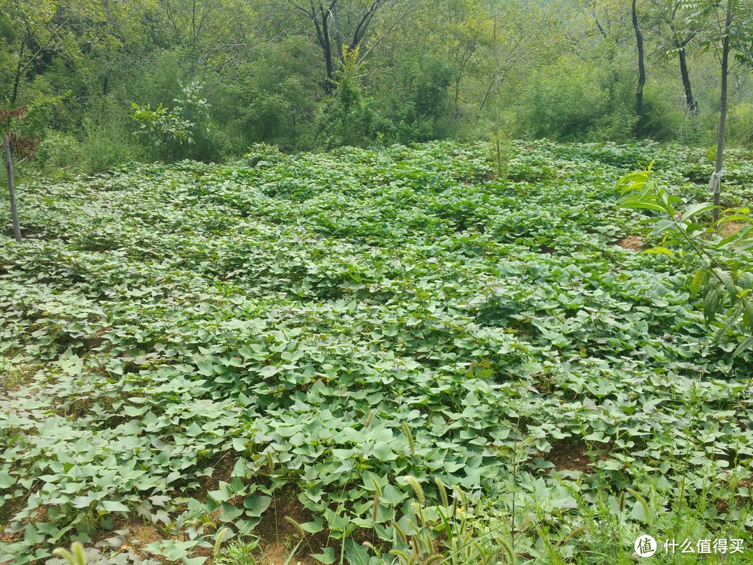 深度开箱评测：Panasonic 松下 NT-PT60 电烤箱