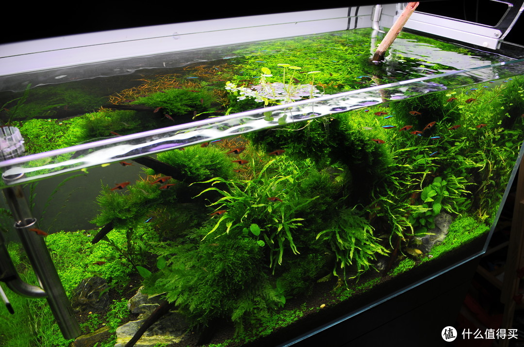 一缸一世界：DIY水草缸是怎样养成的？
