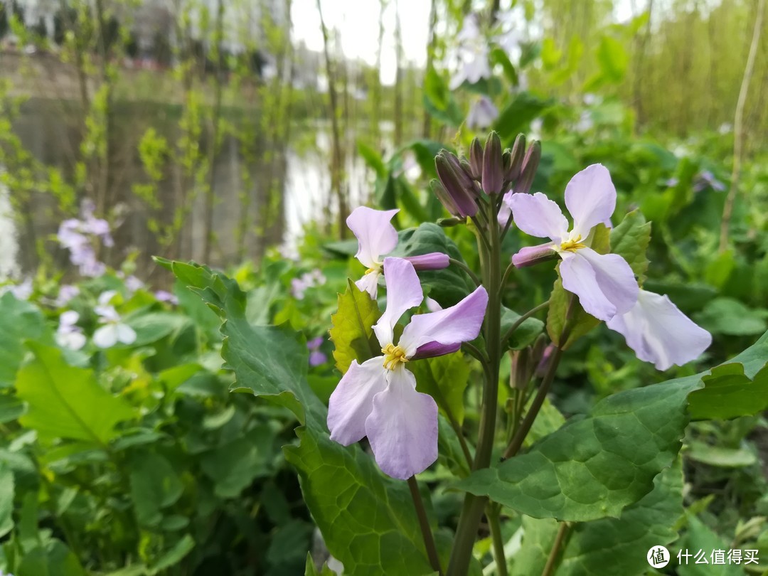 小白眼中的荣耀8青春版