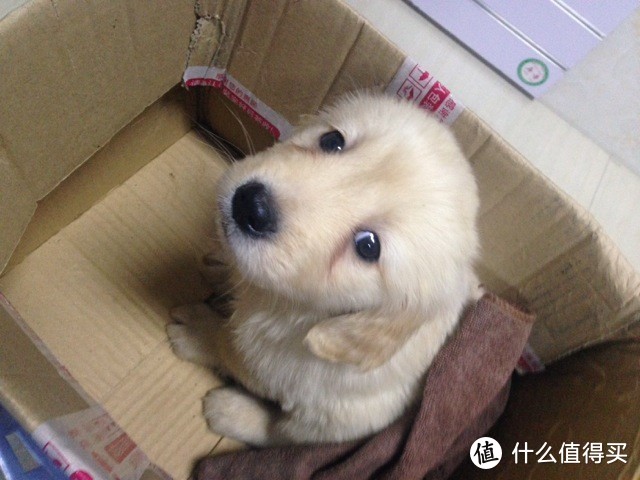 SUPERCOAT 丝倍亮 成犬全价犬粮  简单评测+狗儿子成长历程