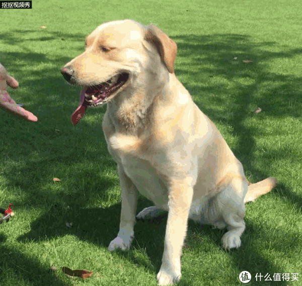 600_568gif 动态图 动图