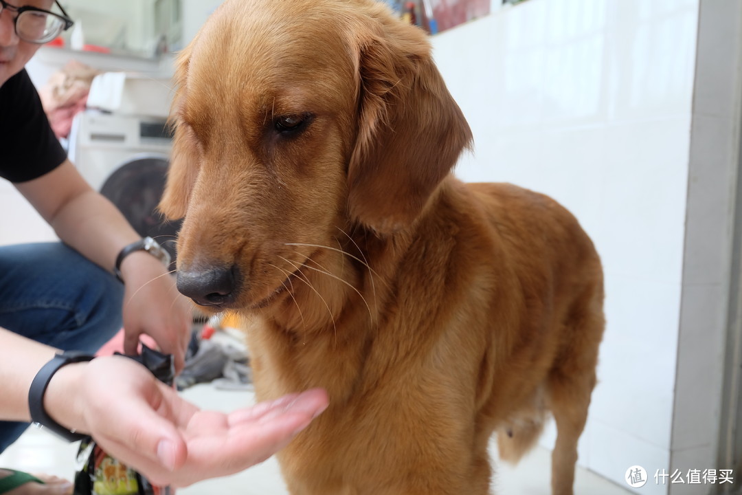 我家金毛小雨的新口粮——丝倍亮 成犬全价犬粮 测评