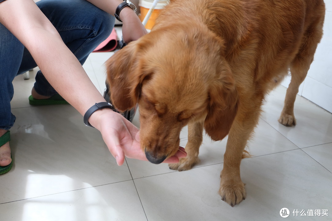 我家金毛小雨的新口粮——丝倍亮 成犬全价犬粮 测评