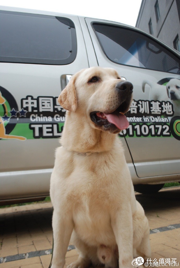 SUPERCOAT 丝倍亮 成犬全价犬粮 ——明星犬白多多的轻众测