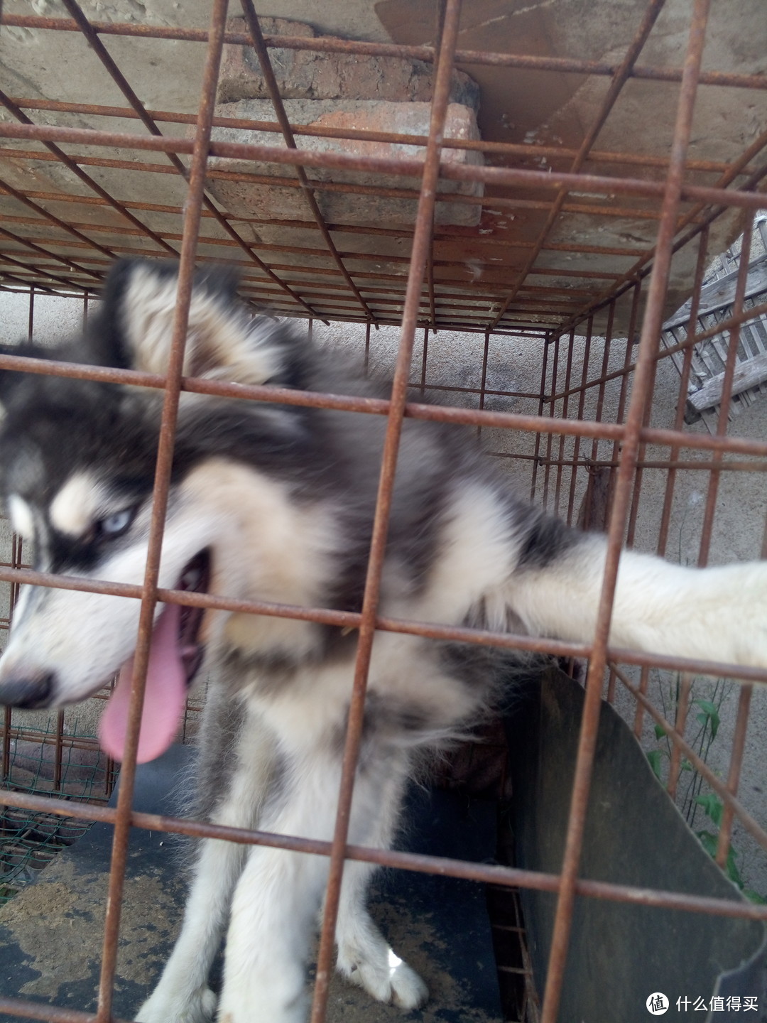 丝倍亮 成犬犬粮食用心得