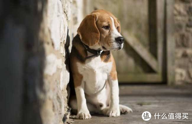 谁为我撒下的这一大把狗粮----丝倍亮小型犬犬粮轻评测