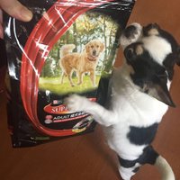 小型犬 大惊喜 SUPERCOAT 丝倍亮 成犬全价犬粮