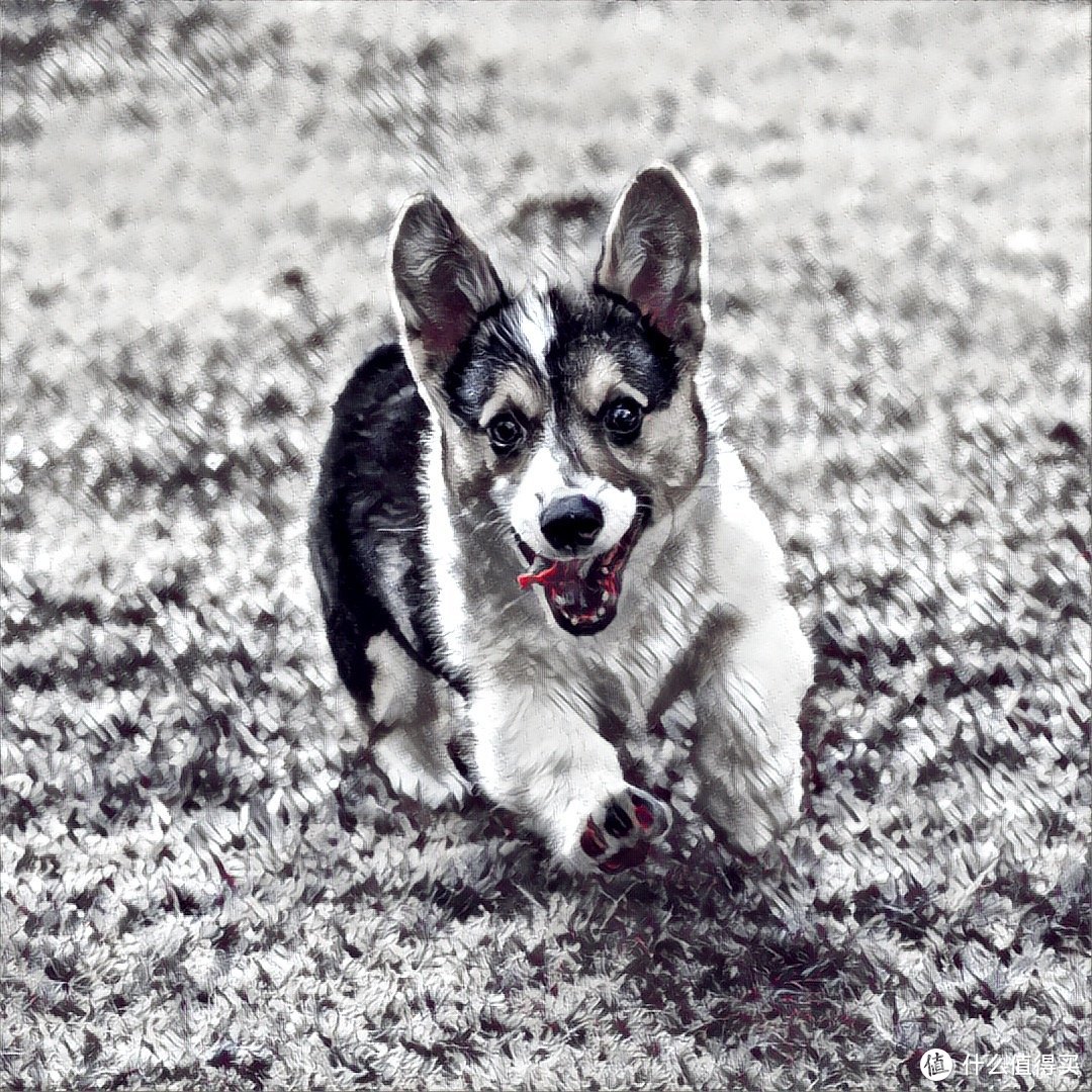 目测托米你要火！丝倍亮成犬全价托米亲吃评测以及托米的成长史