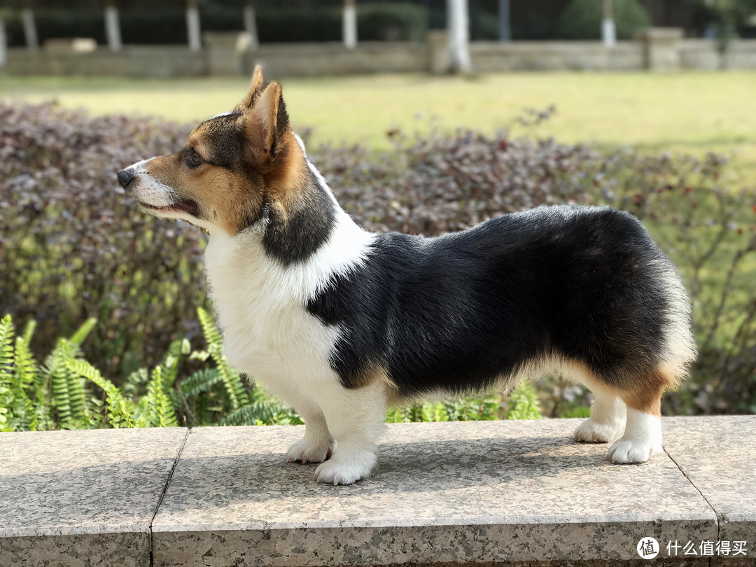 目测托米你要火！丝倍亮成犬全价托米亲吃评测以及托米的成长史