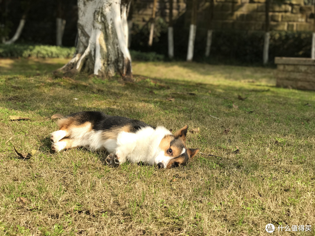 目测托米你要火！丝倍亮成犬全价托米亲吃评测以及托米的成长史