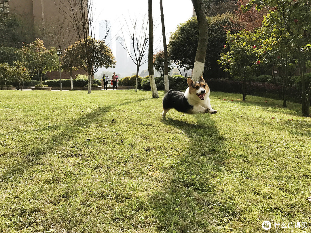 目测托米你要火！丝倍亮成犬全价托米亲吃评测以及托米的成长史