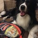 【这条边牧以食为天】SUPERCOAT 丝倍亮 成犬粮的轻众测