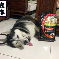 来自一只哈士奇的试吃——丝倍亮成犬全价犬粮众测报告