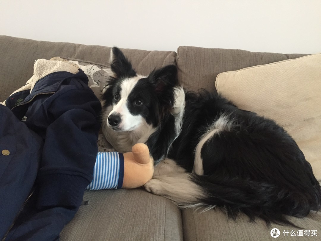 不挑食边牧的零食 丝倍亮 成犬全价狗粮试用