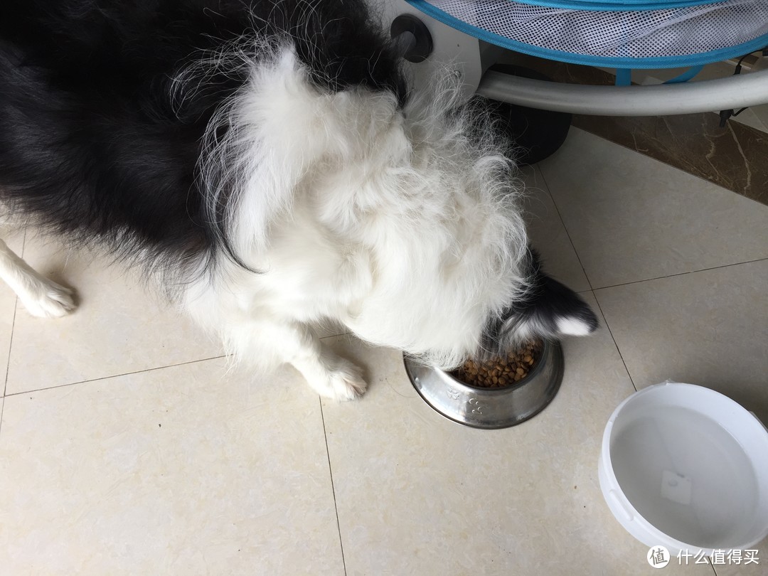 不挑食边牧的零食 丝倍亮 成犬全价狗粮试用