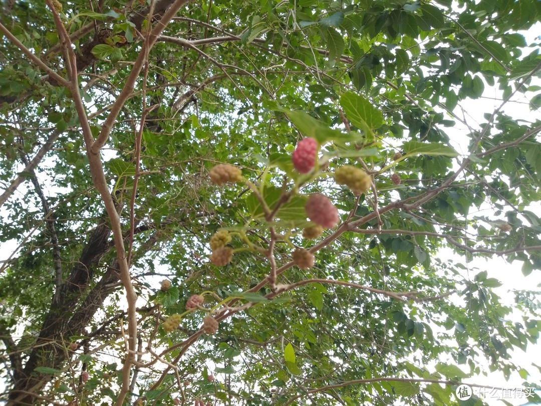 清晨，近景