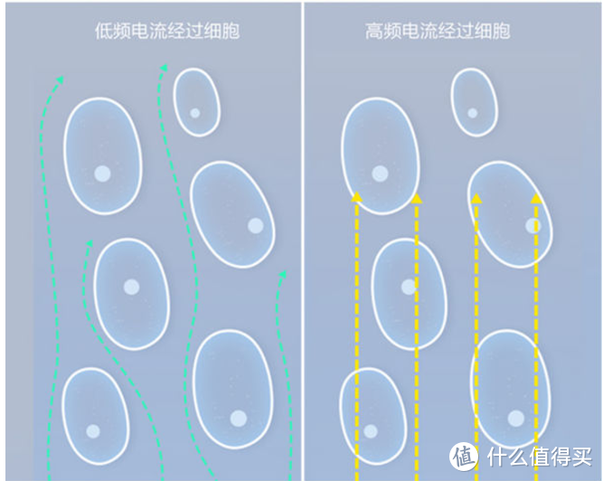 减肥之路的及时雨——云麦好轻 mini2 智能体脂秤 众测体验