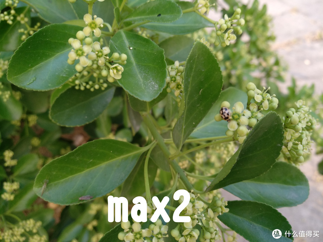 仅至于大？小米MI MaX2评测报告