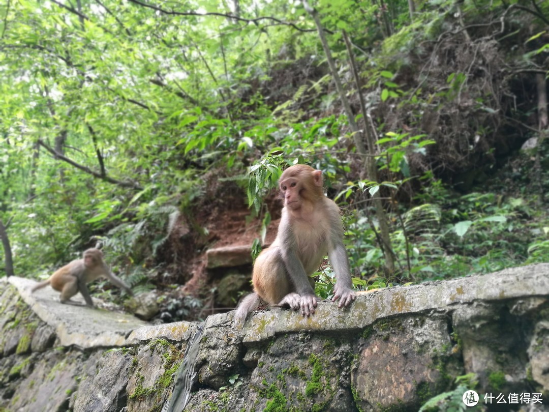 胆子大站近点拍一张